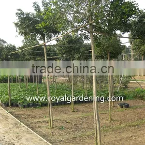 Murraya Paniculata Ornamental Plants thumbnail-2