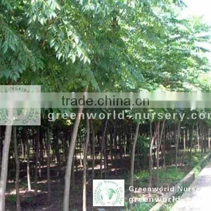 Koelreuteria Paniculata Nursery thumbnail-1