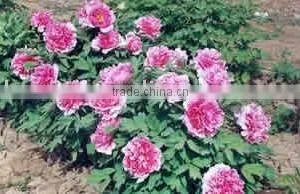Shan Hu Tai 3 Years Old 3 BranchesTree Peony Plant Root thumbnail-2