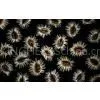 Carrot Seed Oil thumbnail-2