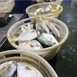 Good Golden Pompano, Golden Pomfret, Golden Pompano 300-400g/400-600g/500-600g/800+ thumbnail-5