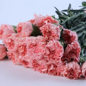 China Flower Fresh Cut Carnations Flower Mother′s Day Gift Wholesale thumbnail-1