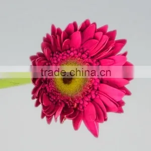 Bottom Price Purple Petal Fragrant Aroma Fresh Flowers Gerberas thumbnail-4
