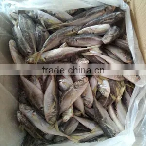 Sea Frozen 100-150g Horse Mackerel or Sacd From China thumbnail-4