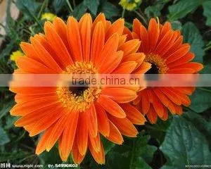 Fresh Cut Flowers Gerbera Floert Fully Open Gerbera From Kunming thumbnail-3