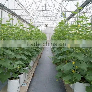 Greenhouse Film thumbnail-3