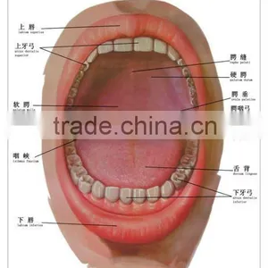 Artpaper Medical Wall Chart--oral Cavity and Pharyngeal Isthmus thumbnail-1