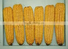 Bulk Fresh Yellow Corn thumbnail-1