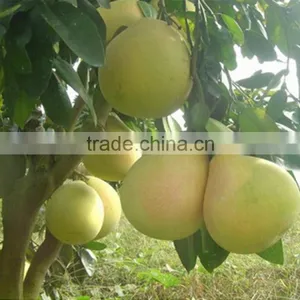 2015 Crop Fresh Honey Pomelo for Mid-East Market thumbnail-5