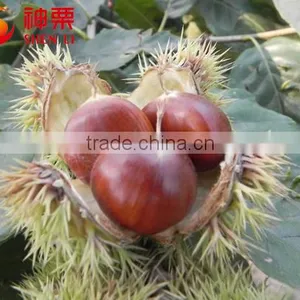 New Crop Organic Fresh Chestnuts ---Raw Fresh Chestnut Selling thumbnail-3