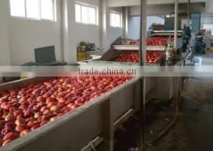 Tianshui Desun Fruits & Vegetables Import & Export Co., Ltd. company overview - view 3 thumbnail