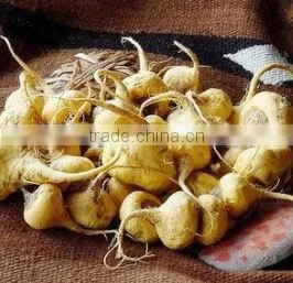 BNP Sell Best 100% Natural Maca Root Extract--maca Seeds thumbnail-1