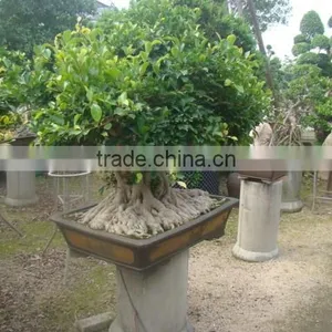 Artistic Best Bonsai of Ficus Microcarpa thumbnail-4