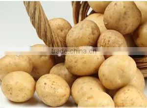 Fresh Healthy Yellow Potato For Sale thumbnail-6