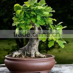 Bonsai Planter thumbnail-1