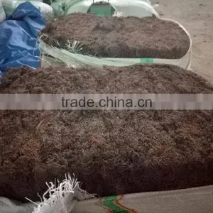 Sell Gracilaria Seaweeds thumbnail-6