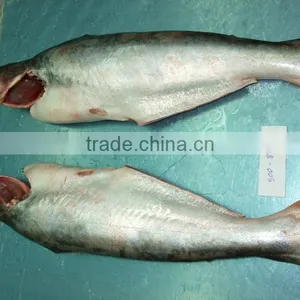 Pangasius Whole Round thumbnail-1