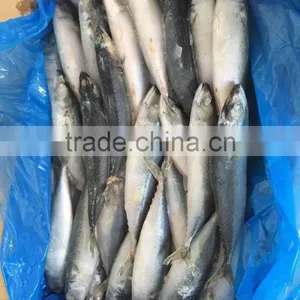 Landfrozen Mackerel 200-300g thumbnail-3