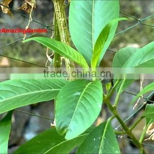 Vasaka Leaf Mix Material thumbnail-1