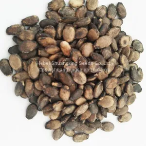 Red Rose High Resistance and Crisp Flesh Watermelon Seeds thumbnail-2