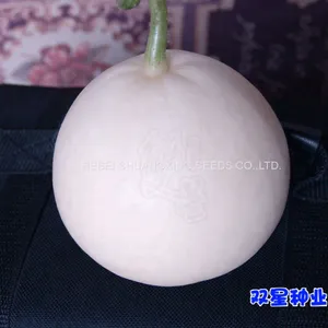 Sweet Star No.21 Resist Diseases Hybrid Musk Melon Seeds thumbnail-3