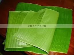 BEST Price Natural LEAF Banana Leaves/Fresh Banana Leaf thumbnail-2
