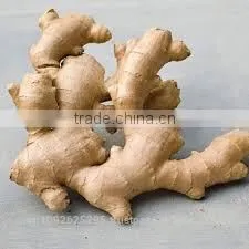 Vietnam Fresh Ginger/Gingers/ High Quality Ginger thumbnail-2