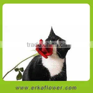 Hot Sale Antirrhinum Rose Seedlings thumbnail-4