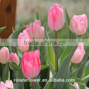 Export Wedding Decorative Fresh Flower Hot Pink Tulip thumbnail-5