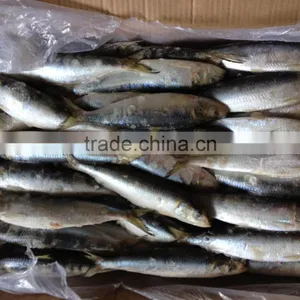 High Quality Best Price Whole Round New Fishing Frozen Sardine. thumbnail-1