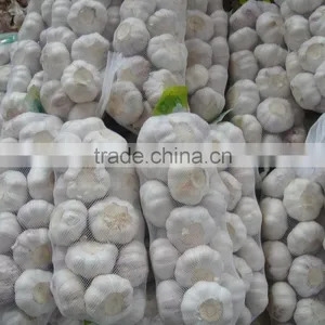 5.0 Pure White Garlic thumbnail-1