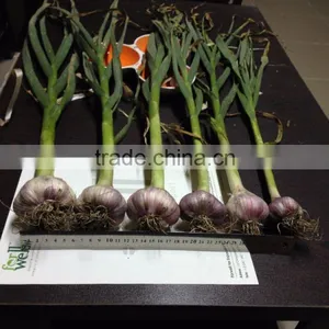 Liliaceous Vegetabless Product Type and Garlic 2017 thumbnail-1