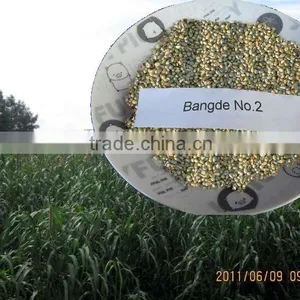 High Yield Feed Livestock Pennisetum Glaucum Grass Seed Supplier thumbnail-1