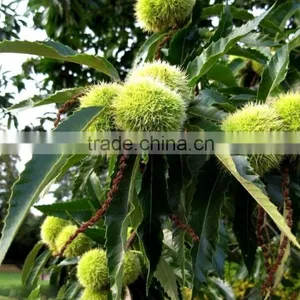 Chinese Chestnut Seedling thumbnail-2