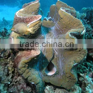Tridacna Gigas Clam thumbnail-1