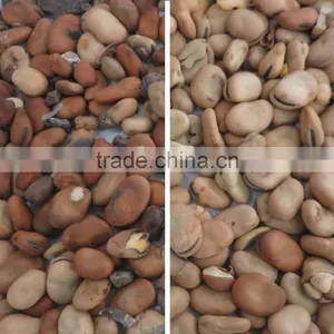 2016 High Accuracy Professional Grain Ccoffee Bean Sorting Machine For Coffee,Cocoa,Bean,Wheat thumbnail-6