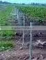 Galvanzied Grape Post Stakes thumbnail-1