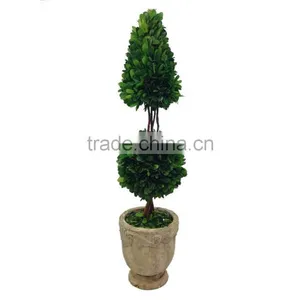 New Potted Boxwood Topairy Preserved thumbnail-3