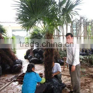 Trachycarpus Fortunei Cold Hardy Palm thumbnail-1