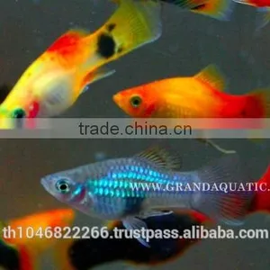 Platy Fish Farm For Sale / Ornamental Fish Exporter thumbnail-1
