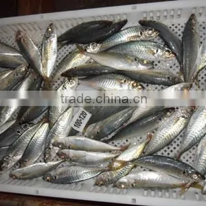 Land Frozen Whole Horse Mackerels for Biat From China 100-120 Pcs thumbnail-1