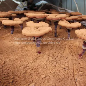 99% Cell-Wall Broken Ganoderma Lucidum Spore Powder/Lingzhi (Ruishi）Mushroom Spore thumbnail-1
