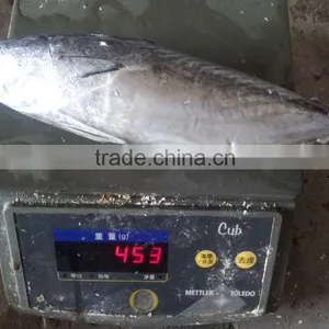2015 Frozen Bonito Whole Round 300-500g/pc for Marketing thumbnail-5