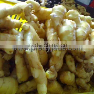 Chinese Premium Ginger thumbnail-1