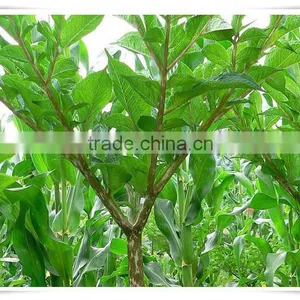 Haccp Konjac Noodles thumbnail-3