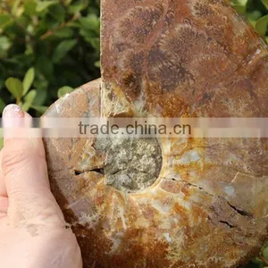 Wholesale Natural Snail Fossils Animals Fossils thumbnail-3