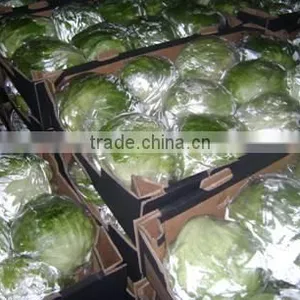 Fresh Cabbage thumbnail-2