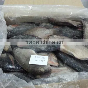 FROZEN BLACK TILAPIA WHOLE ROUND thumbnail-3