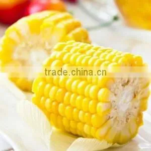 Frozen Sweet Corn Cob Half Cut thumbnail-1
