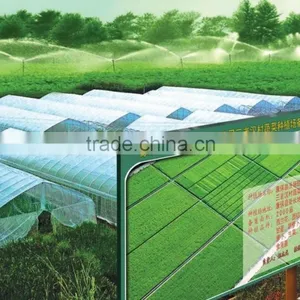 Fresh Chinese Cabbage thumbnail-3